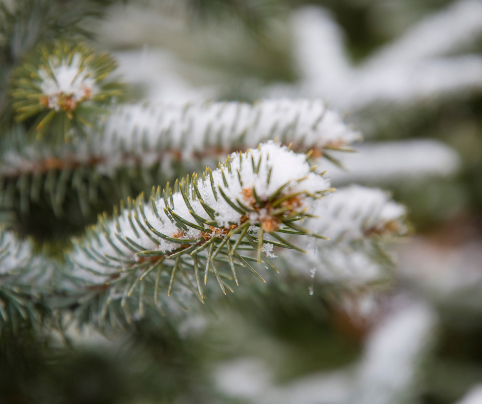 Untitled-design_1764251197690